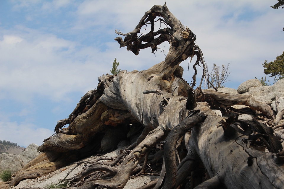 Tree organic agriculture
