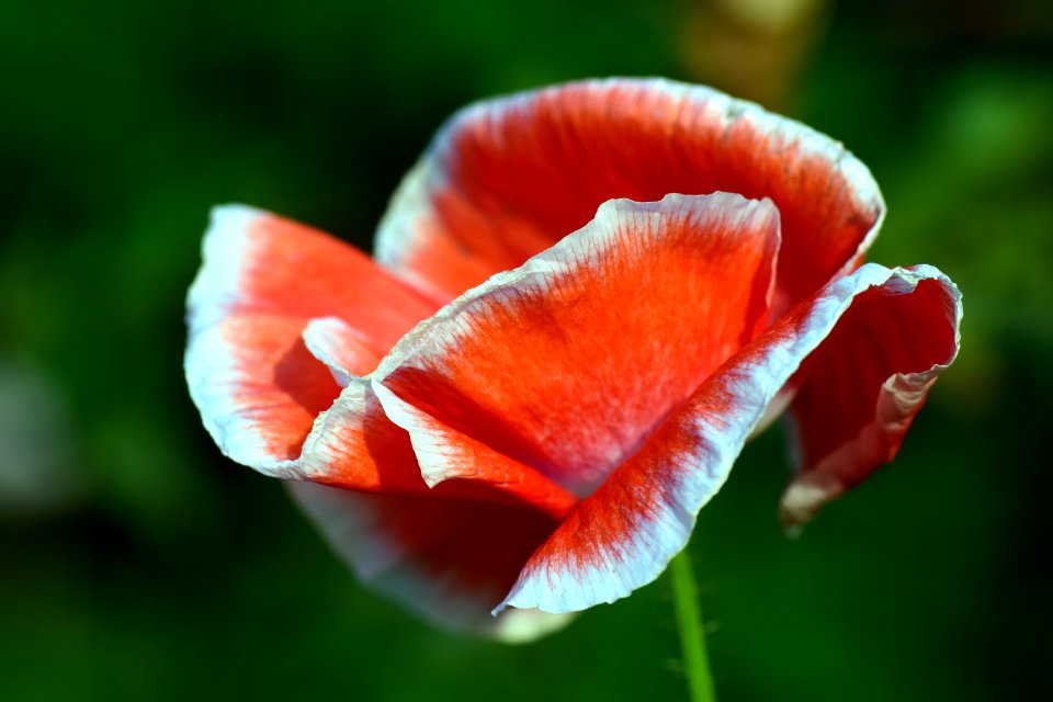 Flower Red Wildflower Poppy