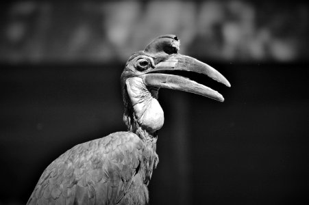 Beak Black And White Monochrome Photography Fauna photo