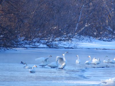 Water Bird Bird Swan Arctic Ocean photo