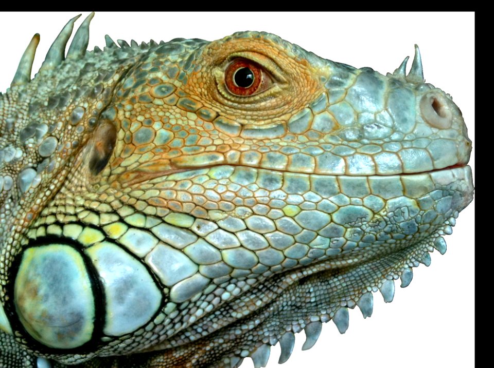 Reptile Iguana Scaled Reptile Iguania