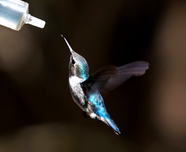 Bird Hummingbird Fauna Beak