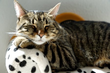 Cat Dragon Li Mammal Small To Medium Sized Cats