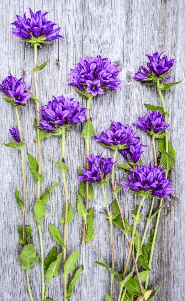 Flower Purple Violet Flora