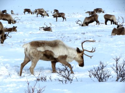 Reindeer Wildlife Deer Fauna photo
