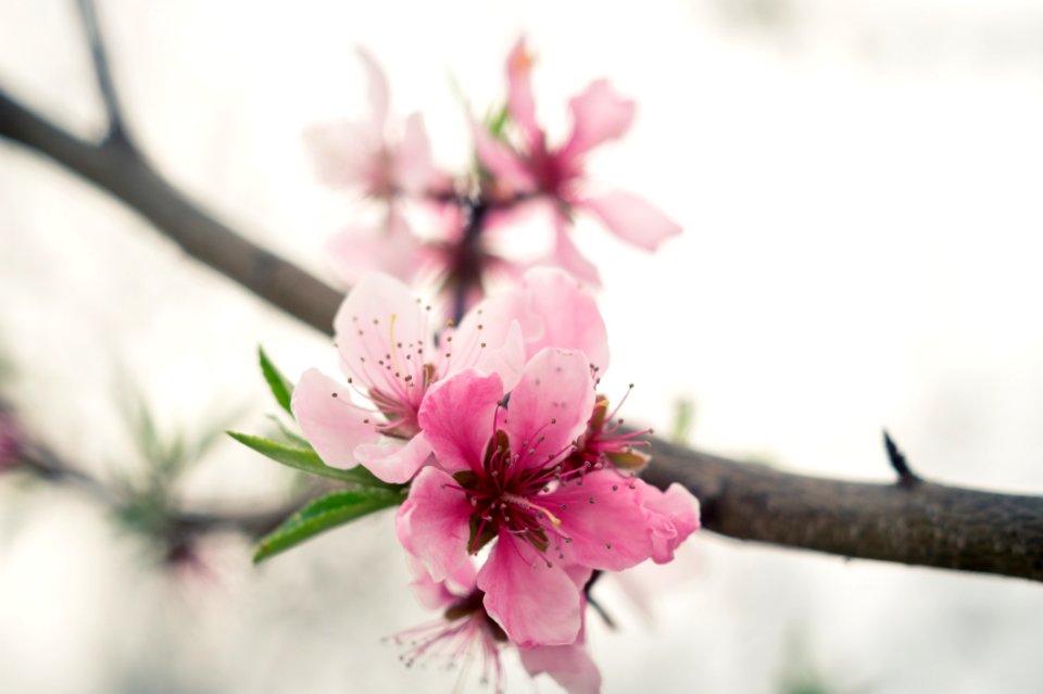 Flower Blossom Pink Branch