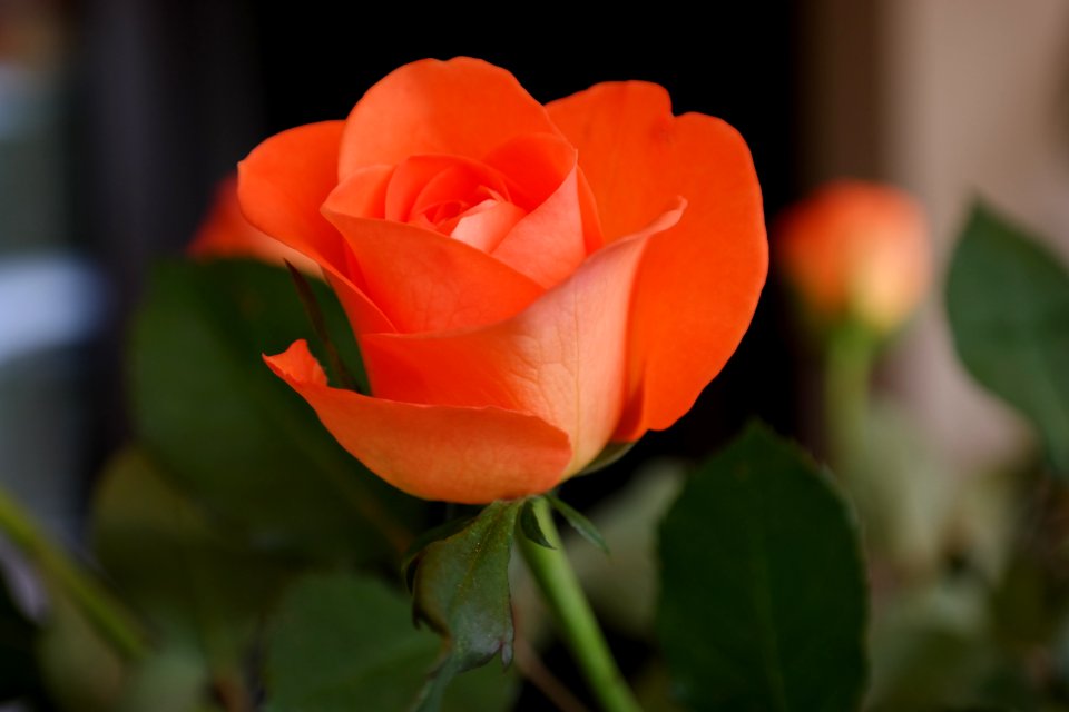 Rose Flower Rose Family Floribunda