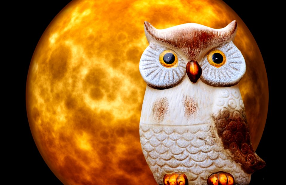 Owl Bird Of Prey Beak Organism