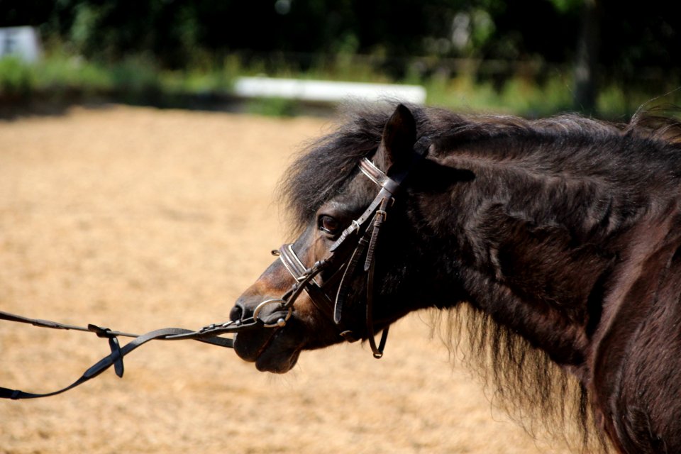 Bridle Horse Halter Rein