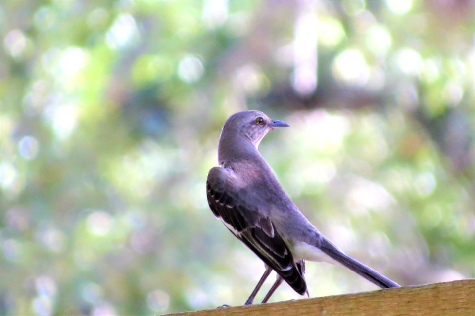 Bird Fauna Beak Wildlife photo