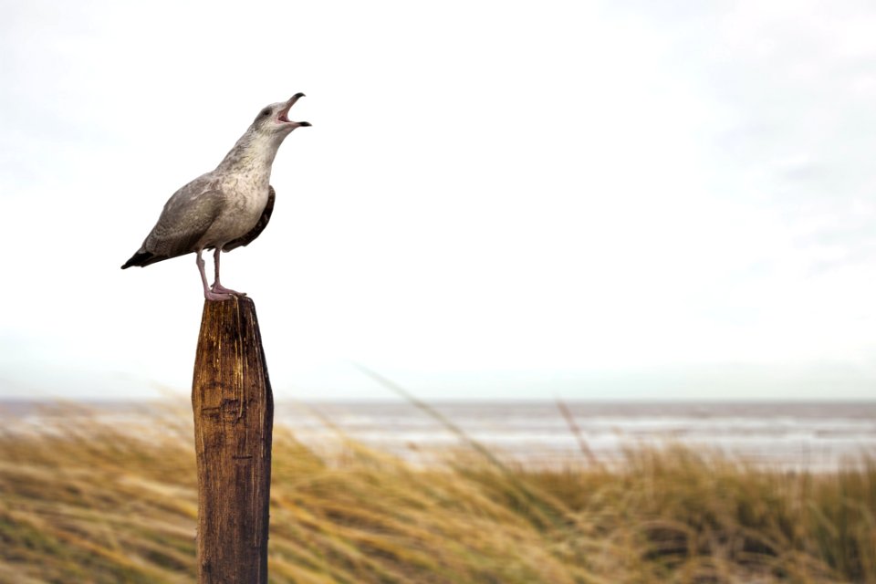 Bird Fauna Beak Shore
