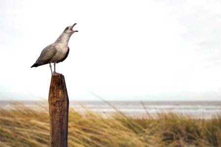 Bird Fauna Beak Shore