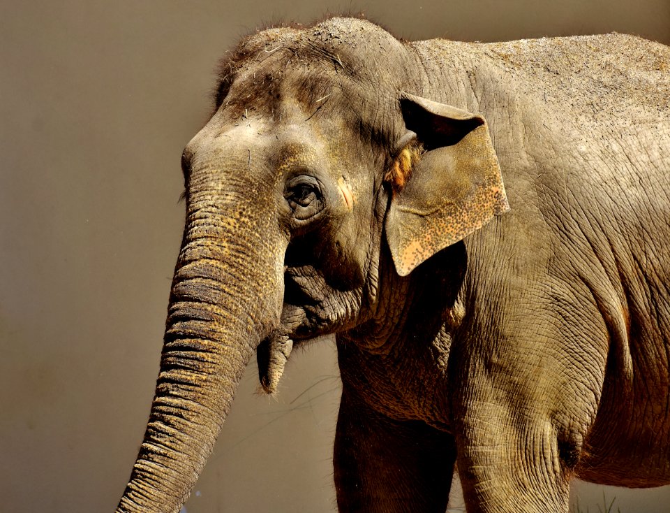 Elephant Elephants And Mammoths Terrestrial Animal Indian Elephant