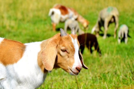 Goats Goat Pasture Fauna photo