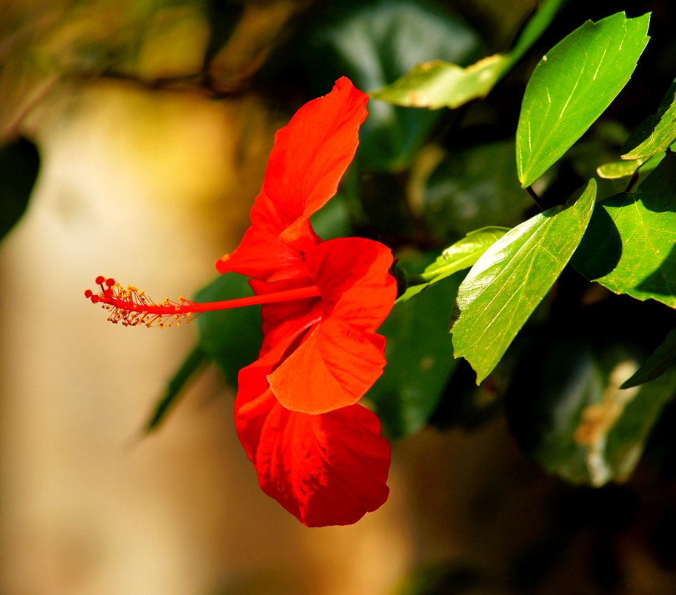 Flower Flora Plant Vegetation