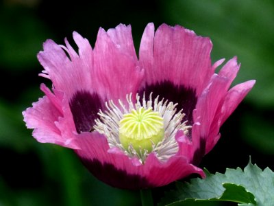 Flower Wildflower Plant Flowering Plant