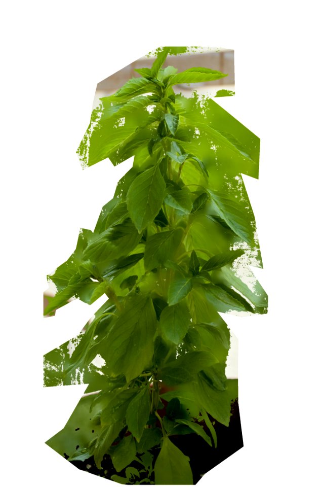 Plant Leaf Tree Herb
