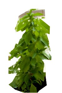 Plant Leaf Tree Herb photo