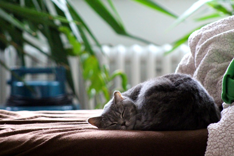 Cat Mammal Small To Medium Sized Cats Fauna