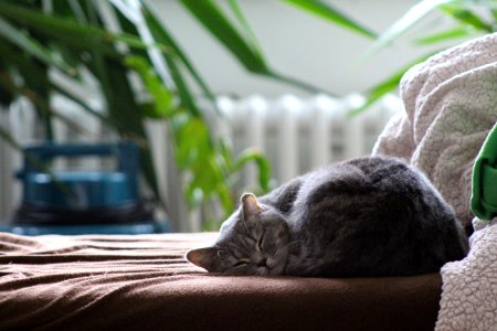 Cat Mammal Small To Medium Sized Cats Fauna