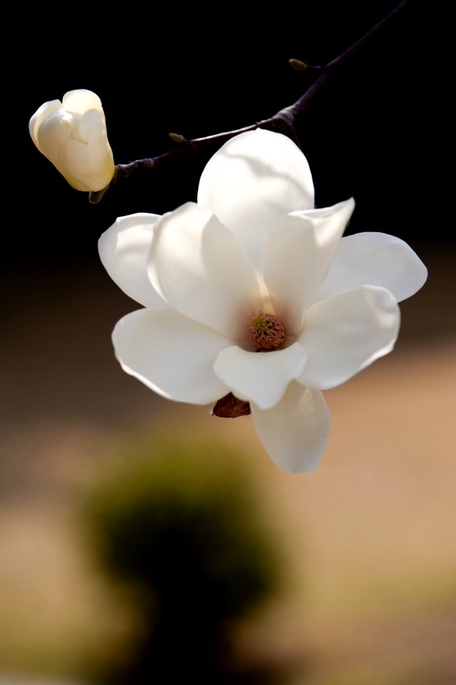 Flower White Plant Blossom photo