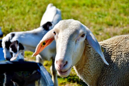 Sheep Goats Goat Cow Goat Family