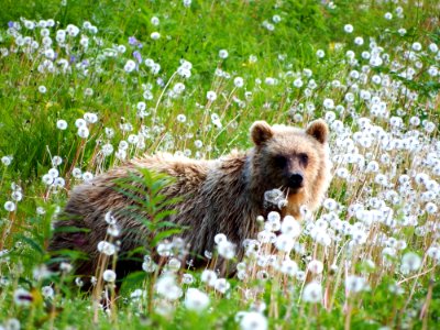 Brown Bear Grizzly Bear Wildlife Fauna photo