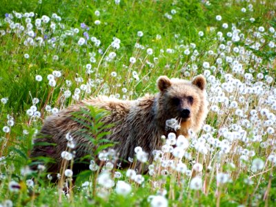 Brown Bear Grizzly Bear Wildlife Fauna
