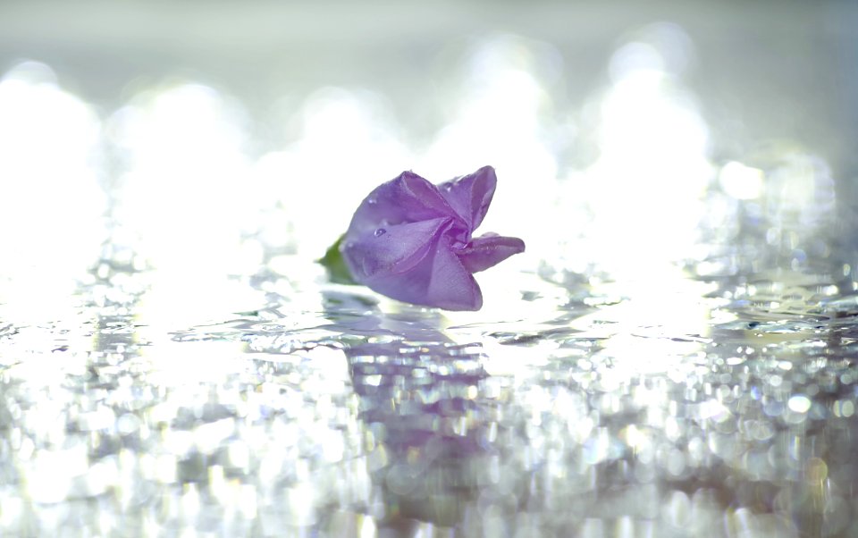 Water Purple Flower Leaf