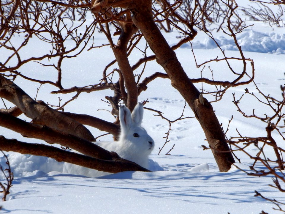 Tree Snow Winter Branch