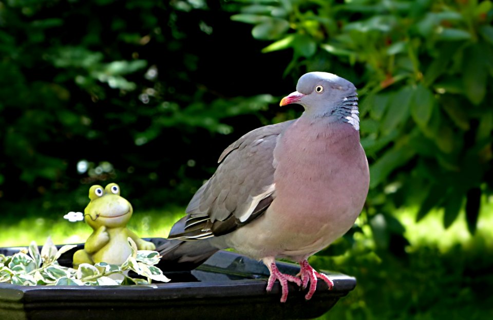 Bird Pigeons And Doves Fauna Stock Dove