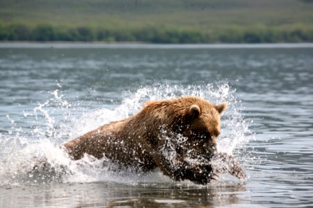 Mammal Wildlife Grizzly Bear Brown Bear photo