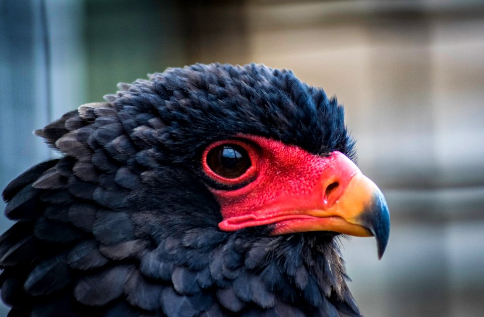 Beak Close Up Chicken Galliformes