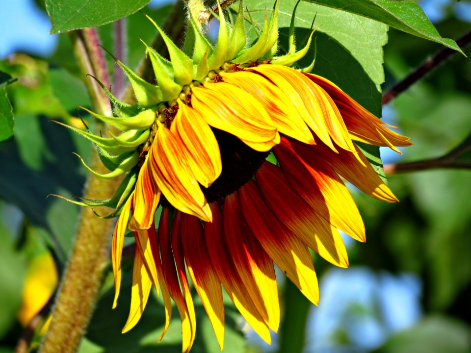 Flower Sunflower Plant Flowering Plant