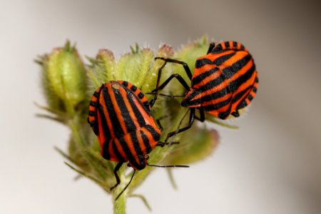 Insect Invertebrate Macro Photography Close Up