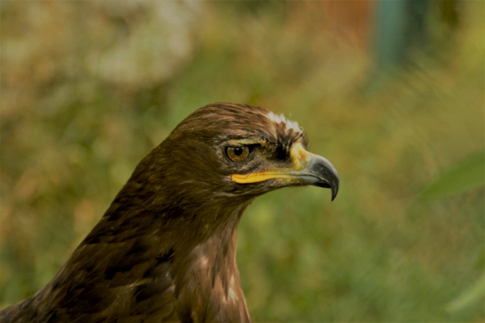 Bird Beak Bird Of Prey Fauna photo