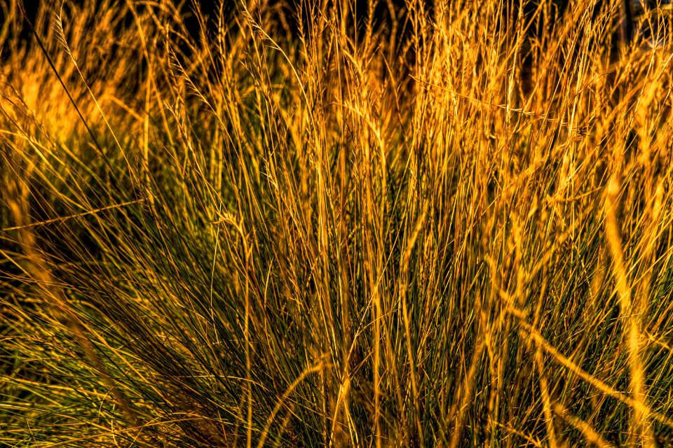Grass Vegetation Ecosystem Grass Family