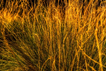 Grass Vegetation Ecosystem Grass Family