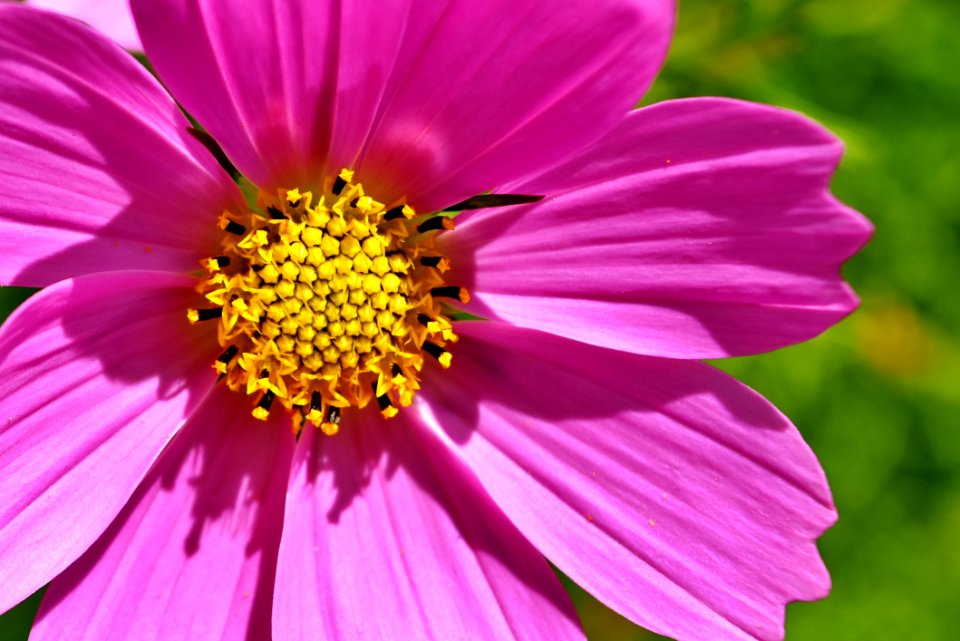 Flower Garden Cosmos Petal Flowering Plant