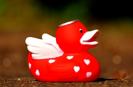 Red Vertebrate Water Bird Ducks Geese And Swans