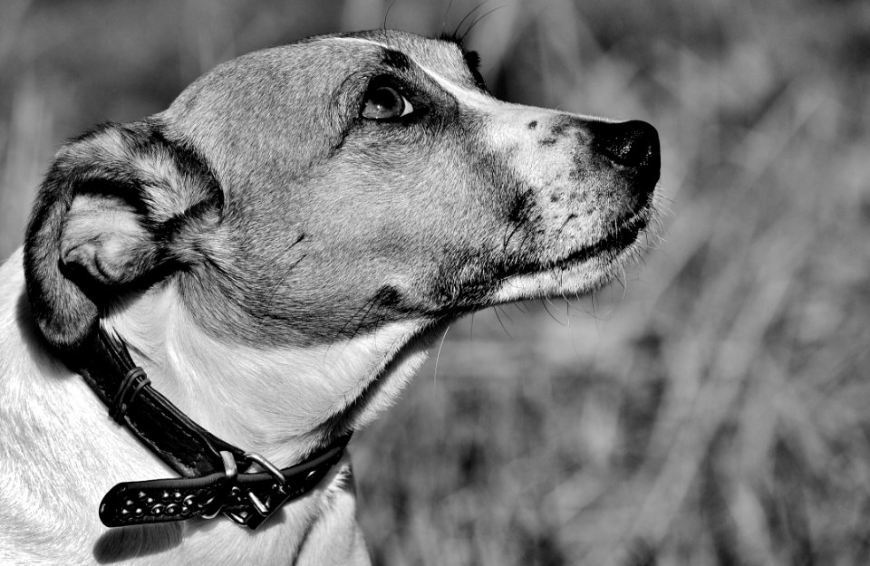Dog Black And White Dog Breed Nose