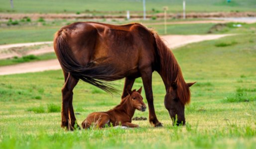 Horse Grassland Pasture Ecosystem