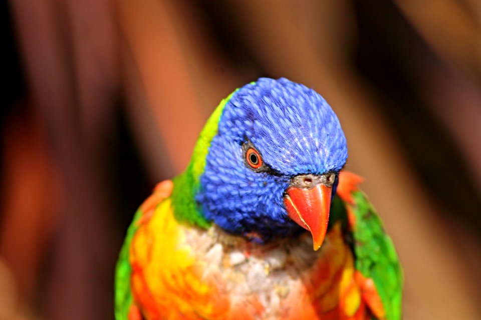 Beak Bird Parrot Lorikeet photo