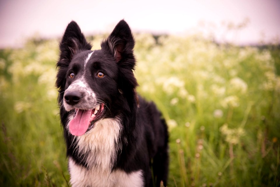 Dog Dog Breed Dog Breed Group Dog Like Mammal
