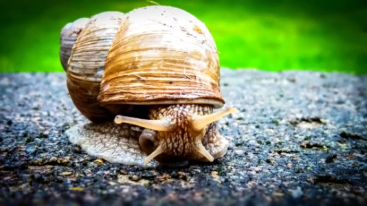 Snails And Slugs Snail Molluscs Invertebrate photo