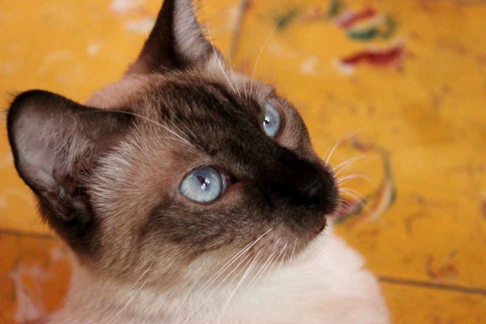 Cat Siamese Thai Small To Medium Sized Cats