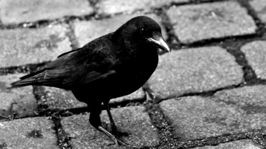 Bird Black And White Beak Fauna photo