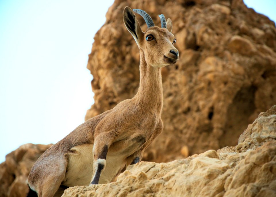 Wildlife Fauna Terrestrial Animal Landscape