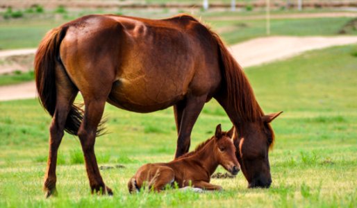 Horse Pasture Grassland Grazing photo