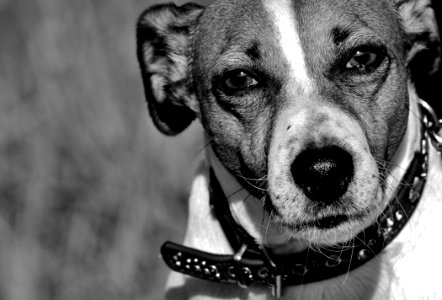 Dog Black And White Dog Breed Dog Like Mammal photo